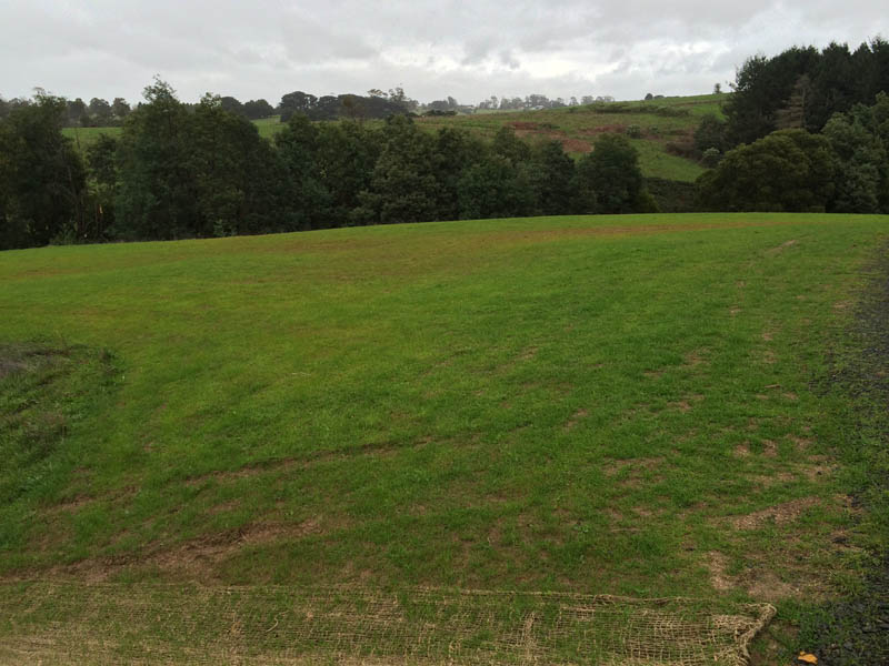 Green rolling hills and trees