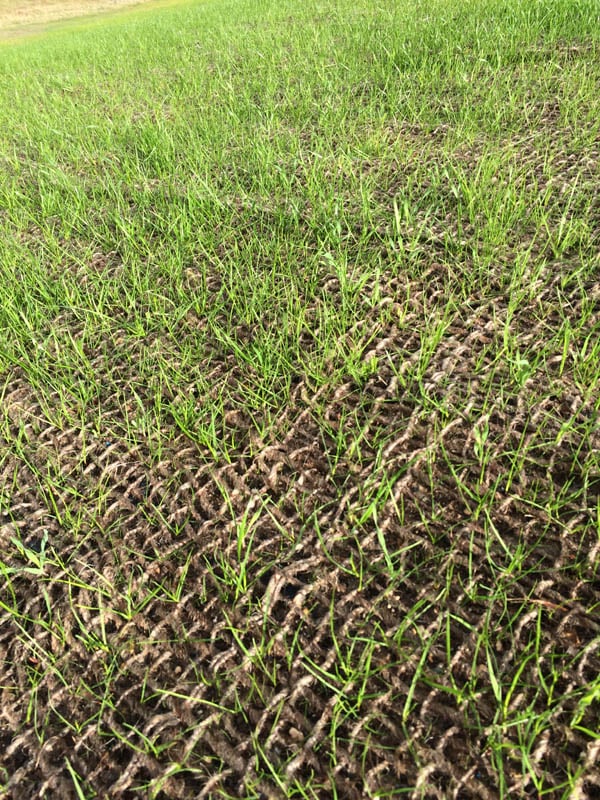 Grass growing through netting