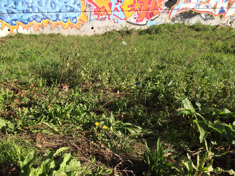 Graffiti wall and overgrown grass