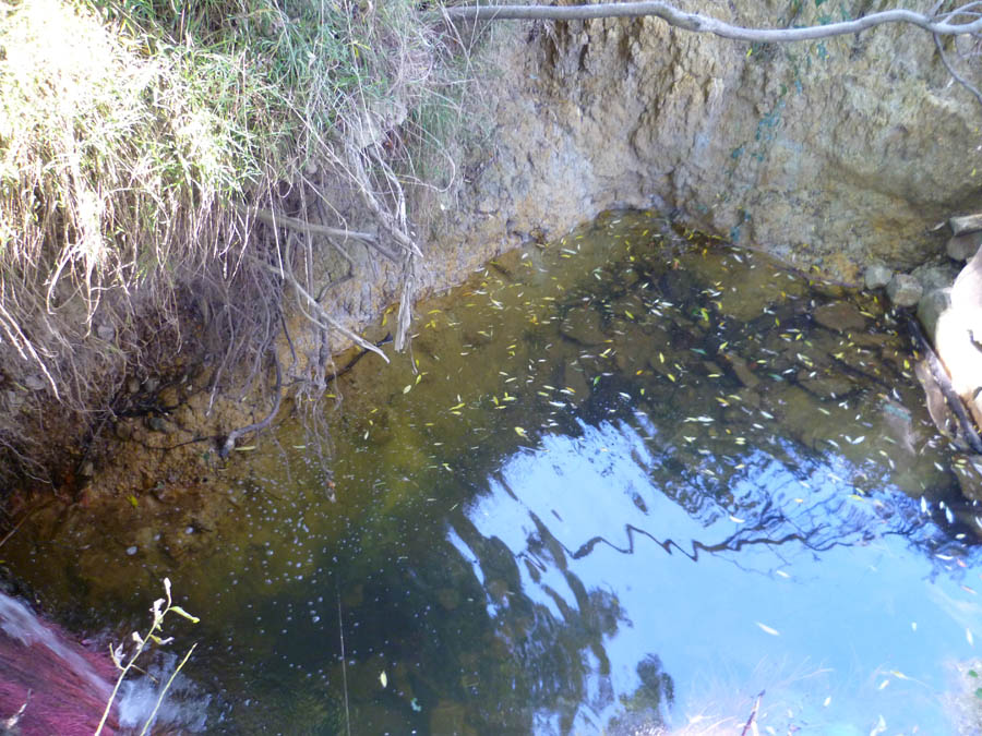 Stream bank with murky water