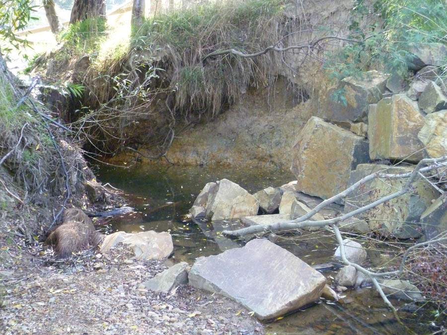 Stream with rocks and foliage