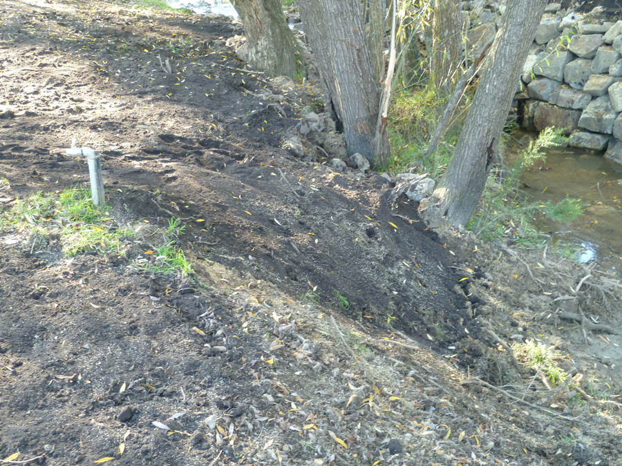Eroded bank with trees