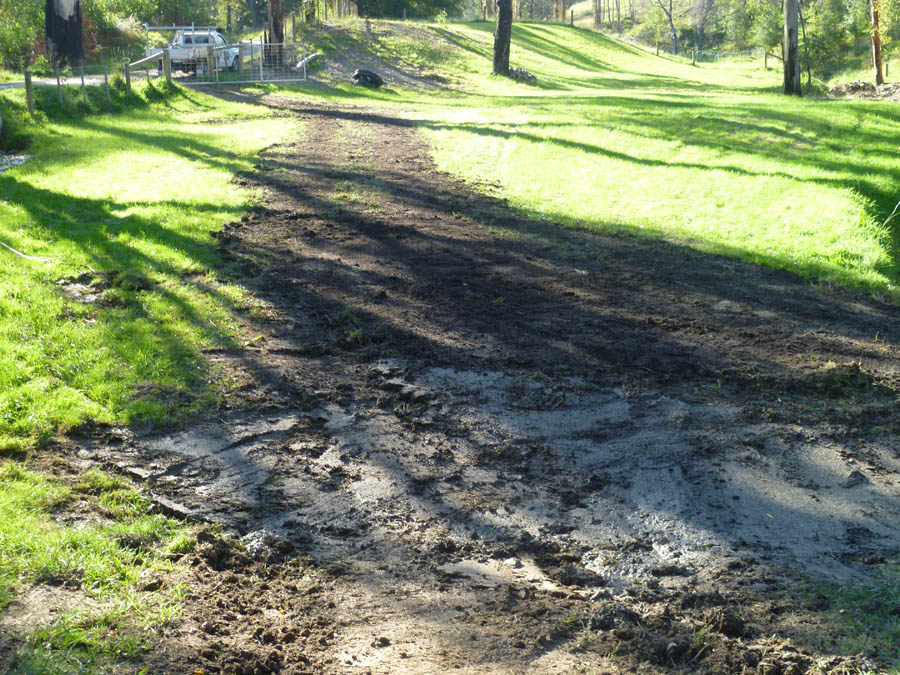 Muddy path in grassy yard