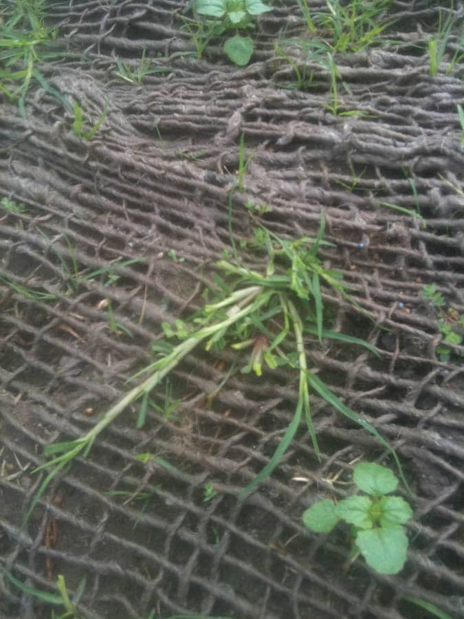 Netting on soil with grass