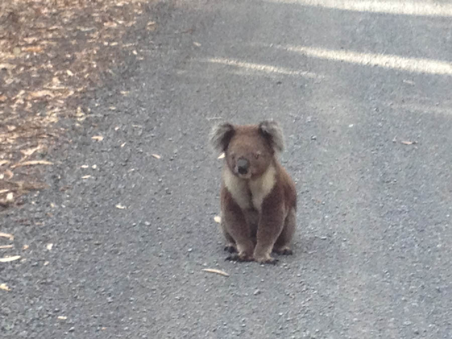Cute koala sitting on path