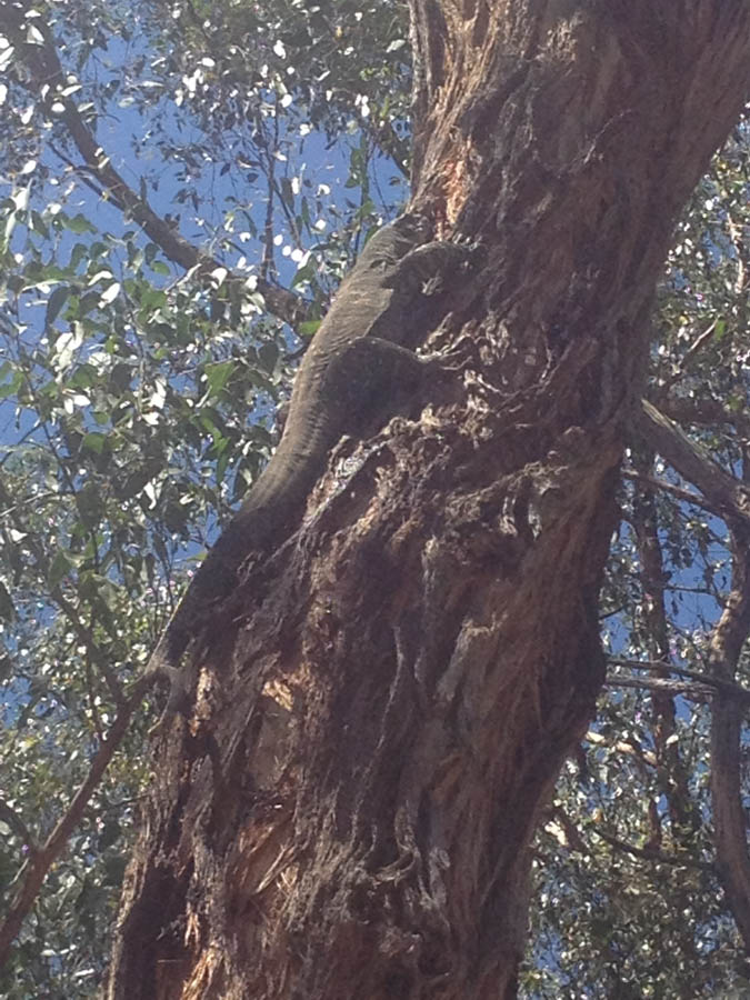 Lizard on a tree trunk