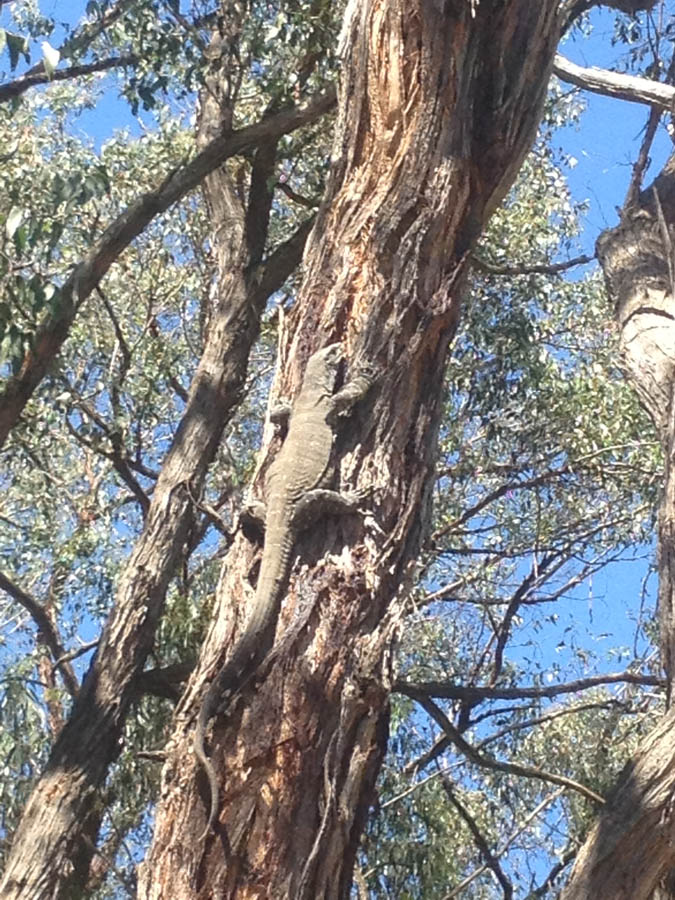 Lizard climbing tree trunk