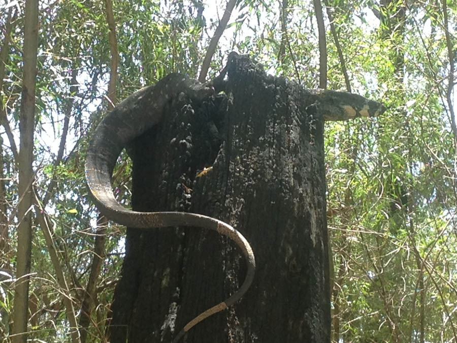 Snake on weathered wood