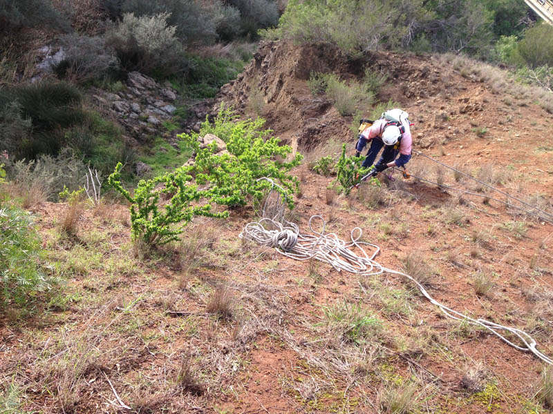 Person tending plants on hillside