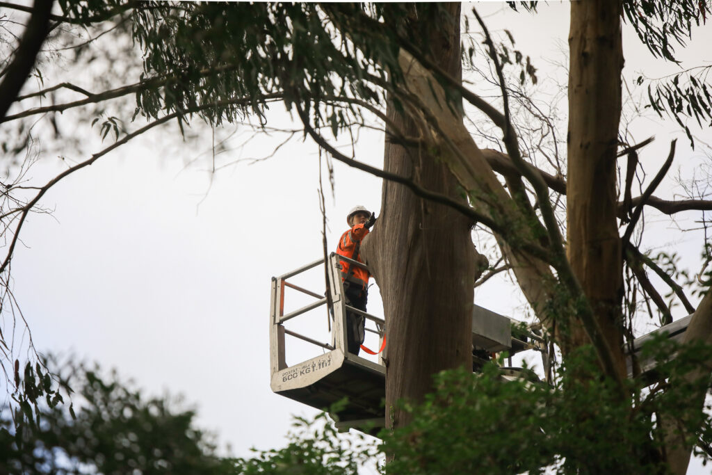 Tree trimmer in elevated lift