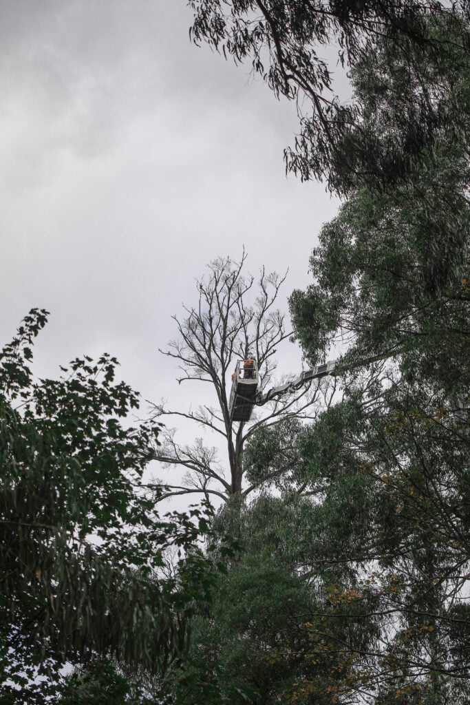 Bird's nest in tree.