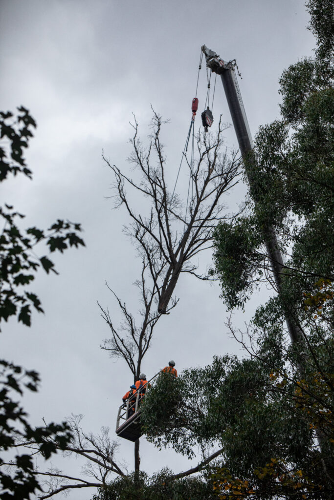 Tree removal using crane