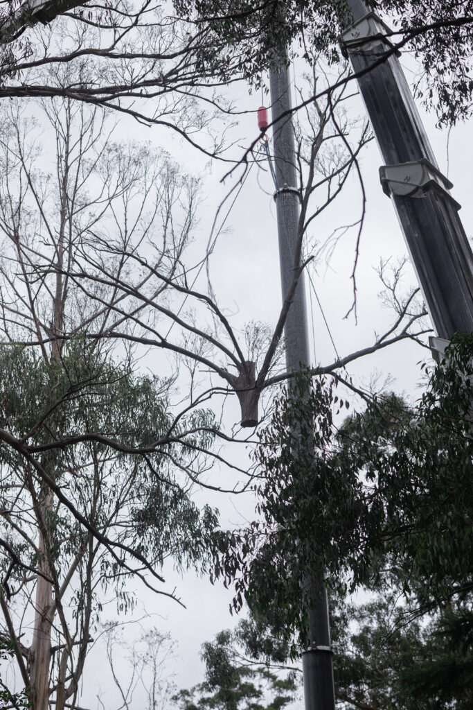 Tree removal service in progress