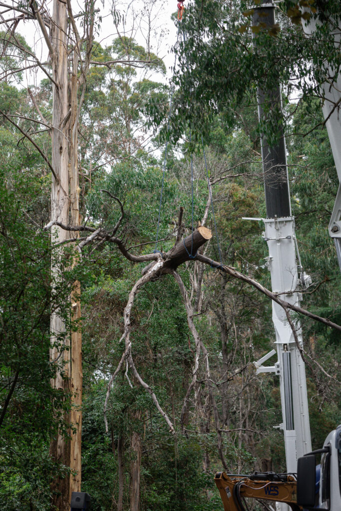 Tree branch removal with crane