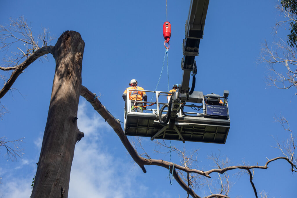 Tree work in elevated basket