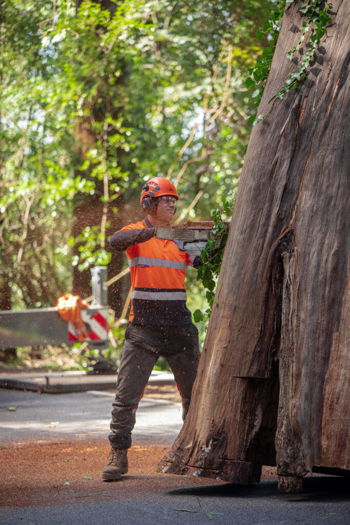 Arborist cutting large tree
