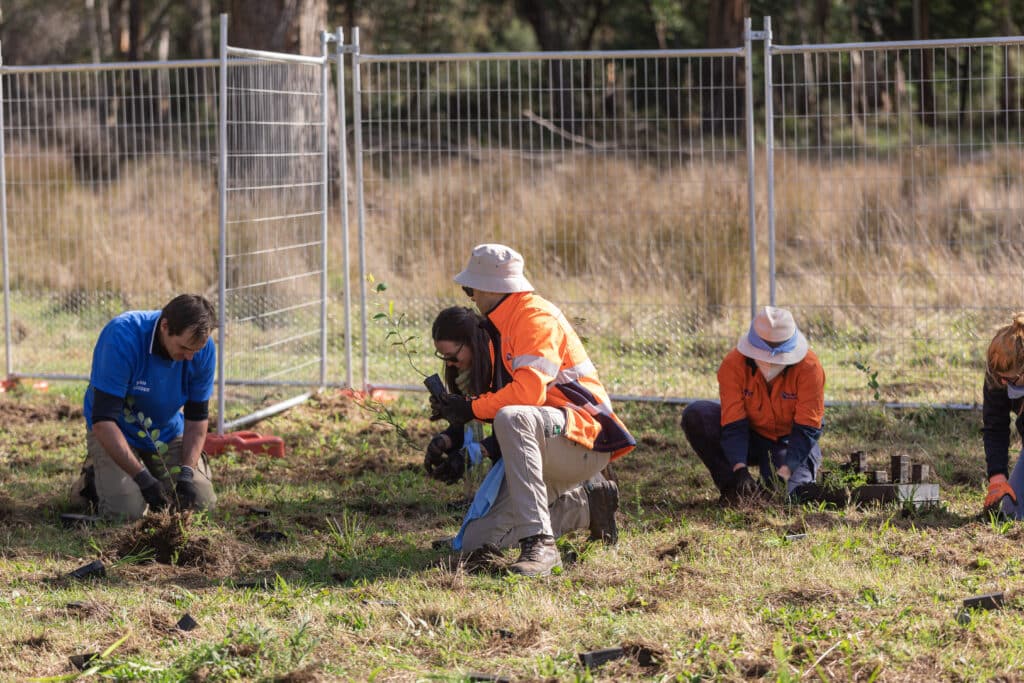 People planting trees outside