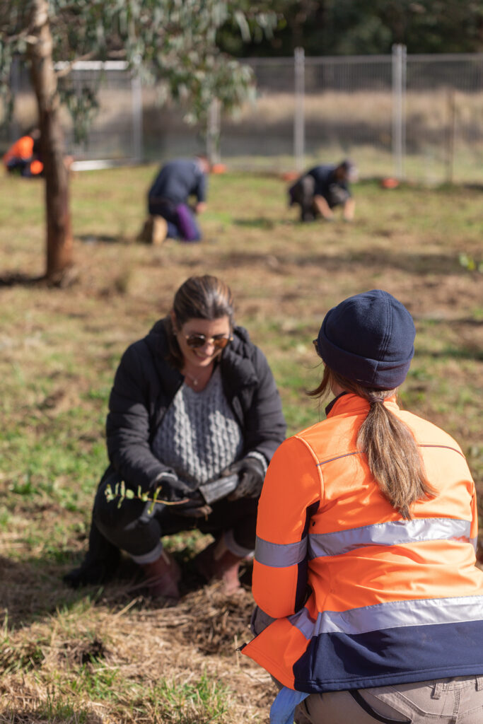 Planting trees in a field