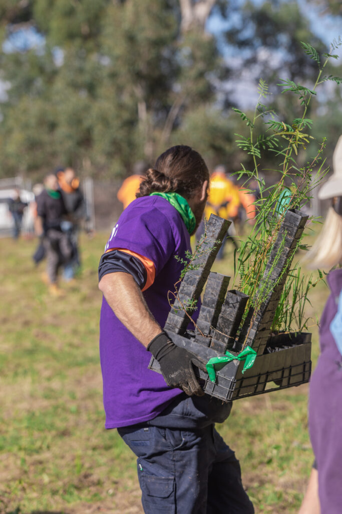 Person planting young trees