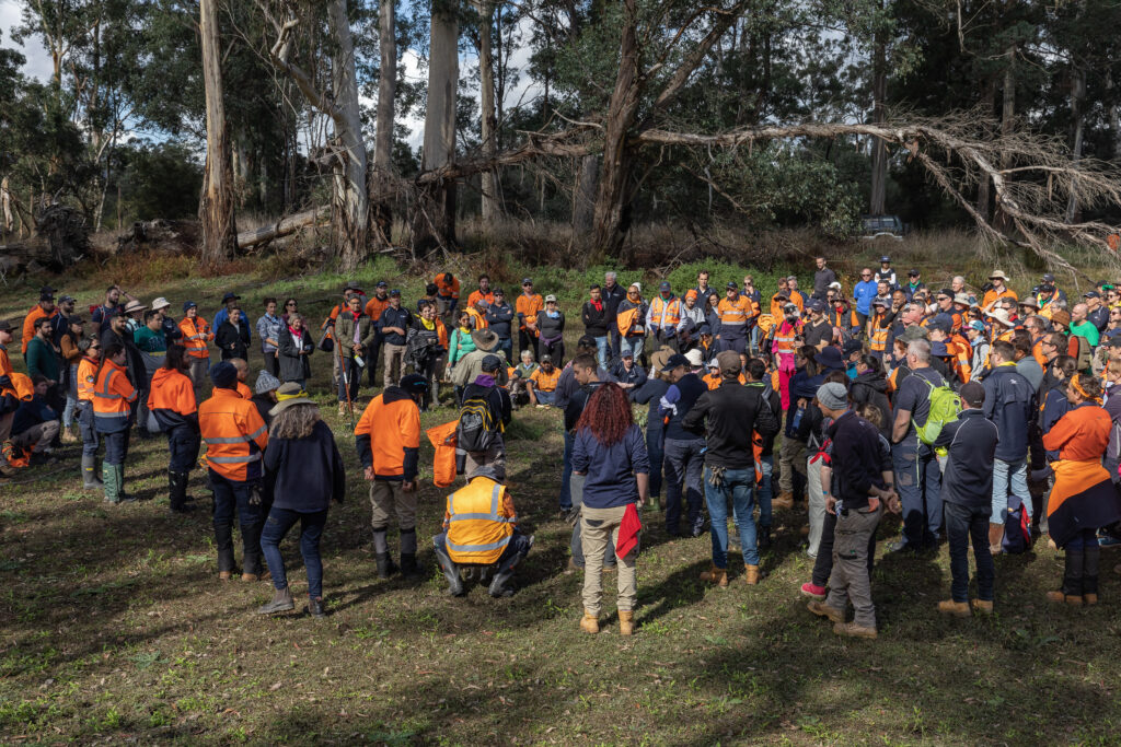 Volunteers planting trees in forest