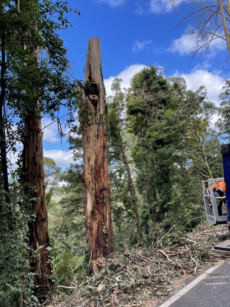 Fallen tree trunk and debris
