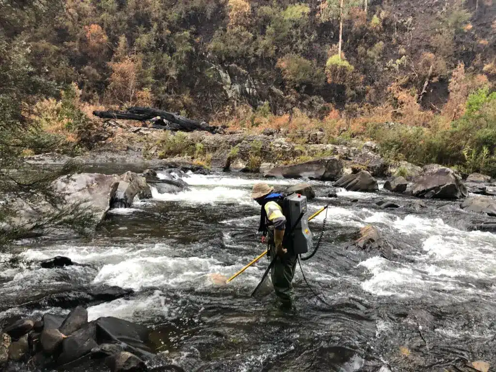 Fisherman wading in river